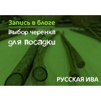 Выбор черенка для посадки