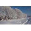 Шаровидная ломкая "Булата"